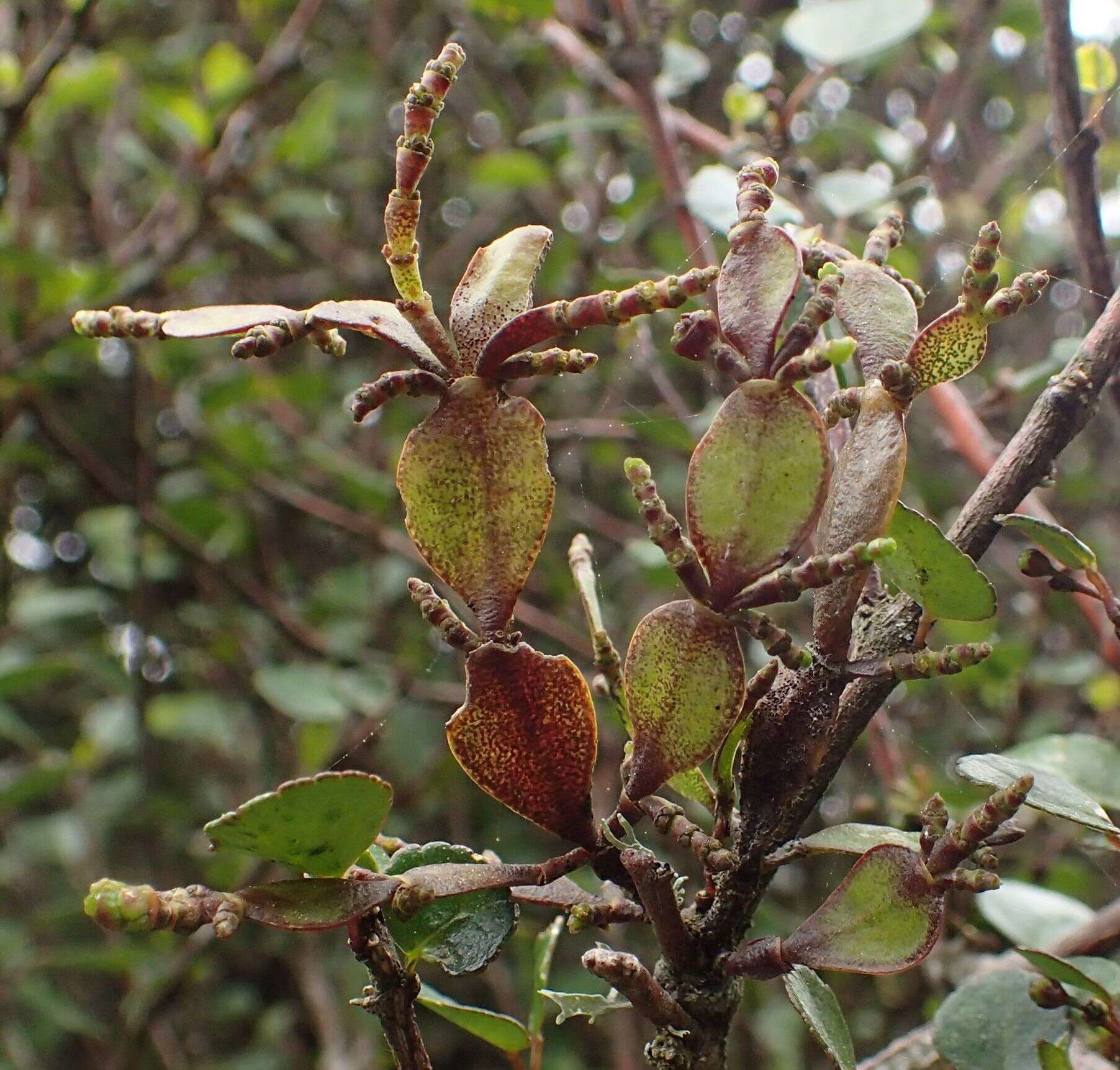 Image of Korthalsella lindsayi (D. Oliver) Engl.