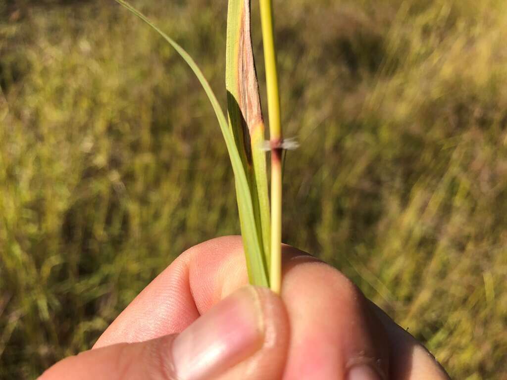 Imagem de Bothriochloa ewartiana (Domin) C. E. Hubb.