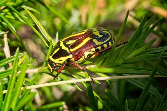 Image of Fiddler Beetle