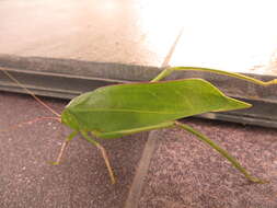 Image of Arantia (Euarantia) fasciata (Walker & F. 1869)