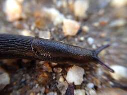 Image of Ferussac’s orange soled slug
