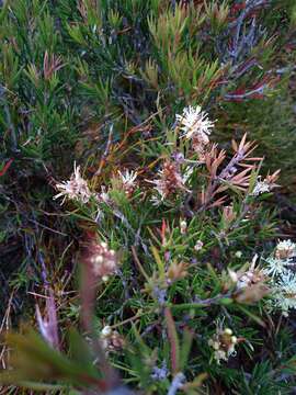 Sivun Callistemon pityoides Miq. kuva