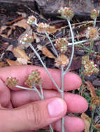 Image of Jersey cudweed