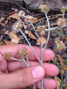 Image of Jersey cudweed