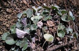 Plancia ëd Dichondra sericea Sw.