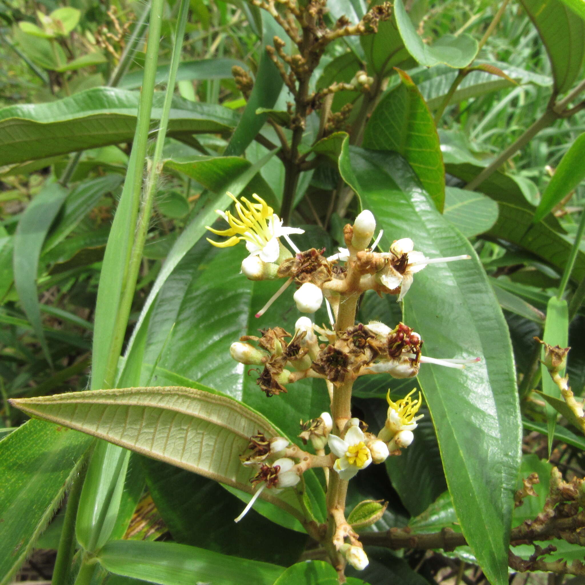 Image of Miconia stenostachya (Schrank & C. Martius) DC.