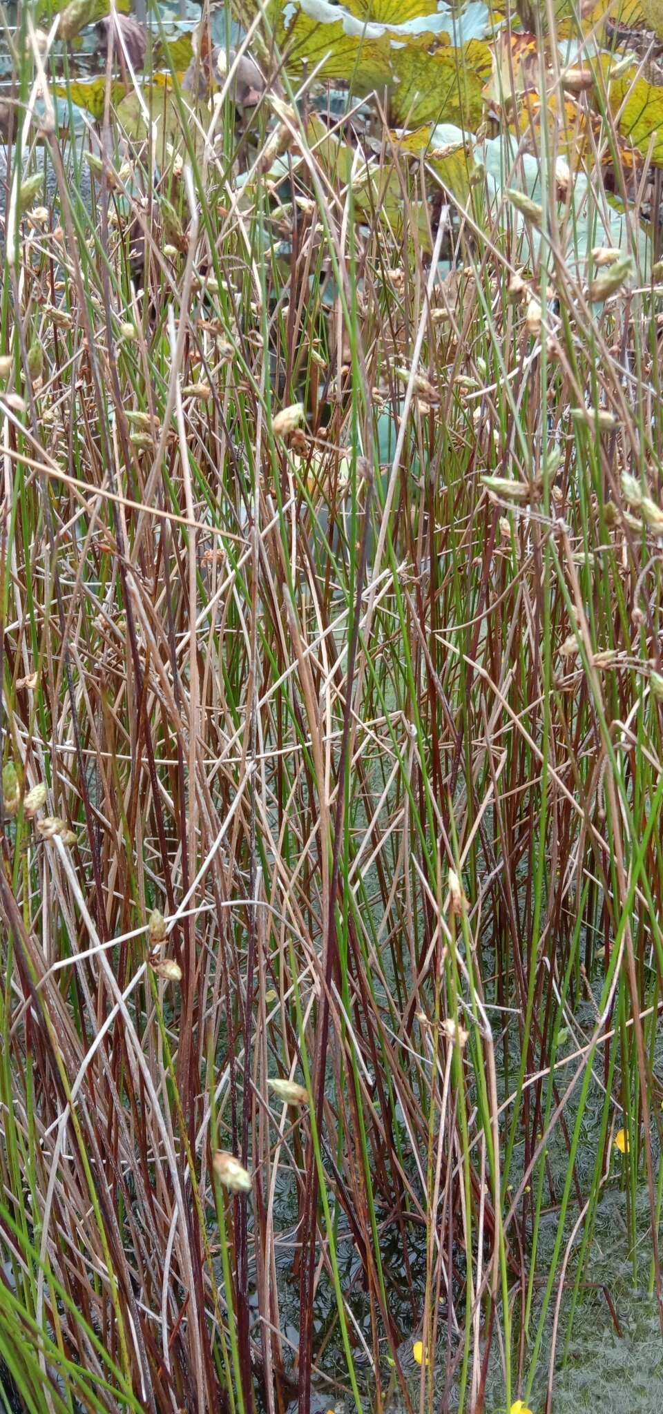 Sivun Schoenoplectiella juncoides (Roxb.) Lye kuva