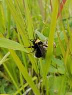 صورة Bombus occidentalis Greene 1858