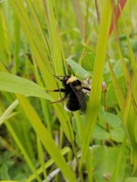 صورة Bombus occidentalis Greene 1858