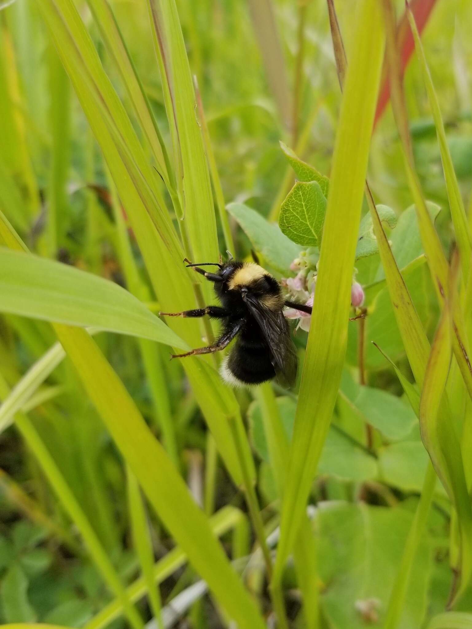 Слика од Bombus occidentalis Greene 1858