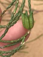 Image of Diosma ramosissima Bartl. & Wendl. fil.