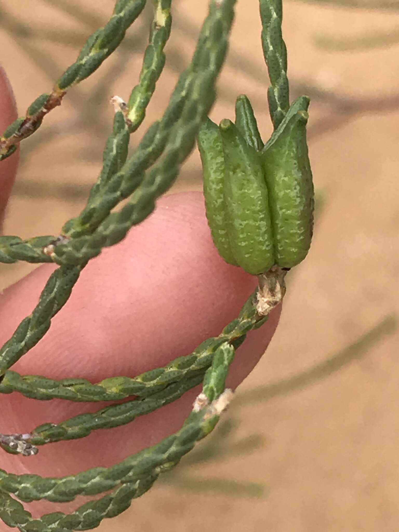 Image of Diosma ramosissima Bartl. & Wendl. fil.