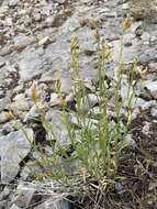 Image of Panamint rock goldenrod