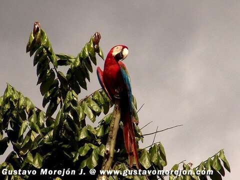 Image of Red-and-green Macaw