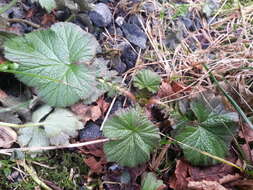 Imagem de Geum macrophyllum Willd.