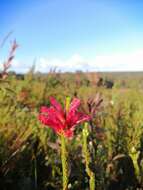 Image of Erica regia subsp. mariae (Guthrie & Bolus) E. G. H. Oliv. & I. M. Oliv.