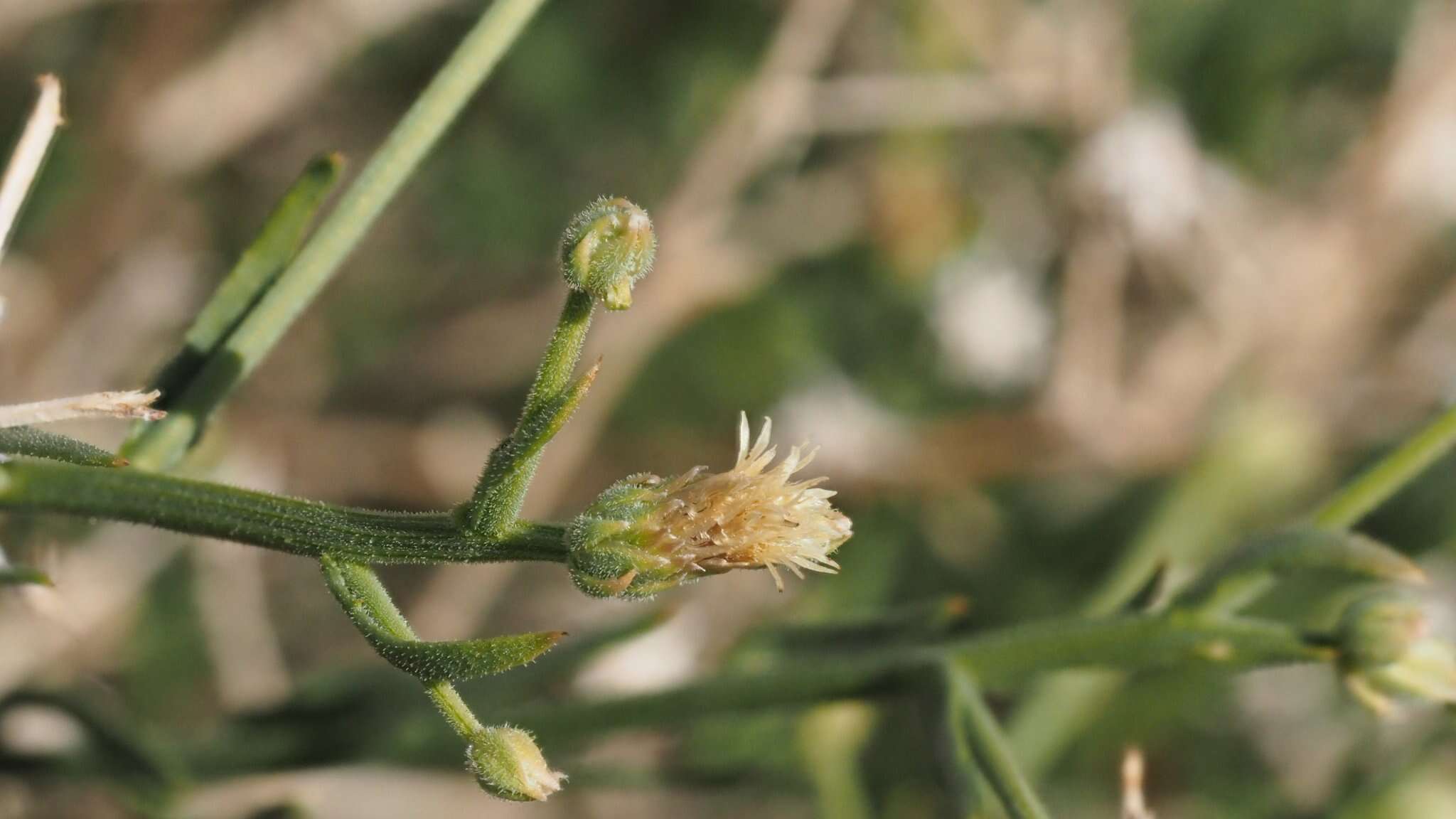 Image of shortleaf baccharis