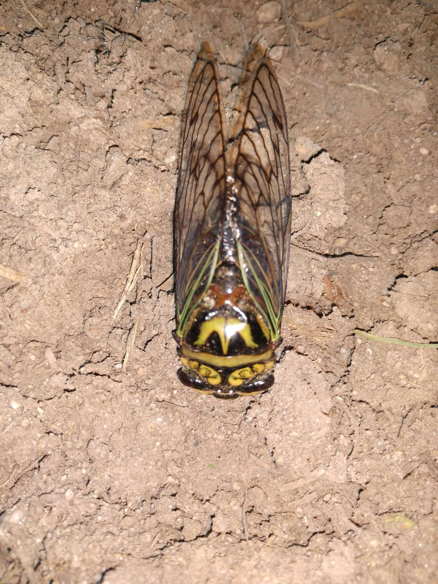 Image of Guyalna bonaerensis (Berg 1879)