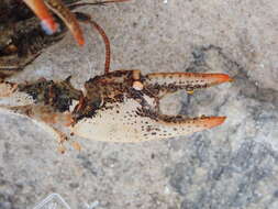 Image of Chattahoochee Crayfish