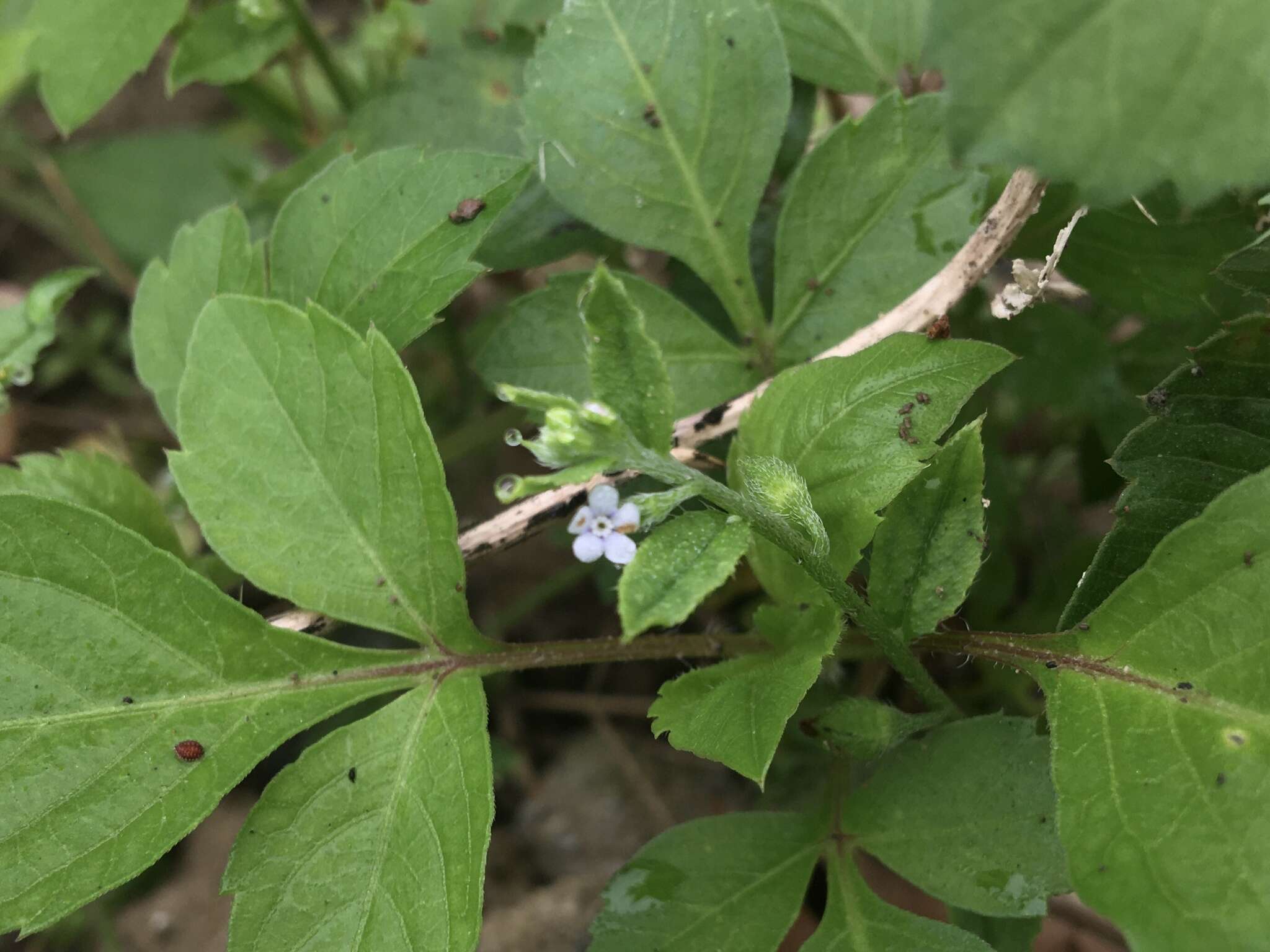 Plancia ëd Bothriospermum zeylanicum (J. Jacquin) Druce