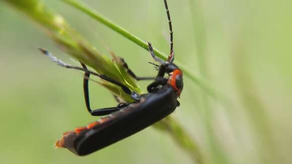 Image of <i>Cantharis marginiventris</i>