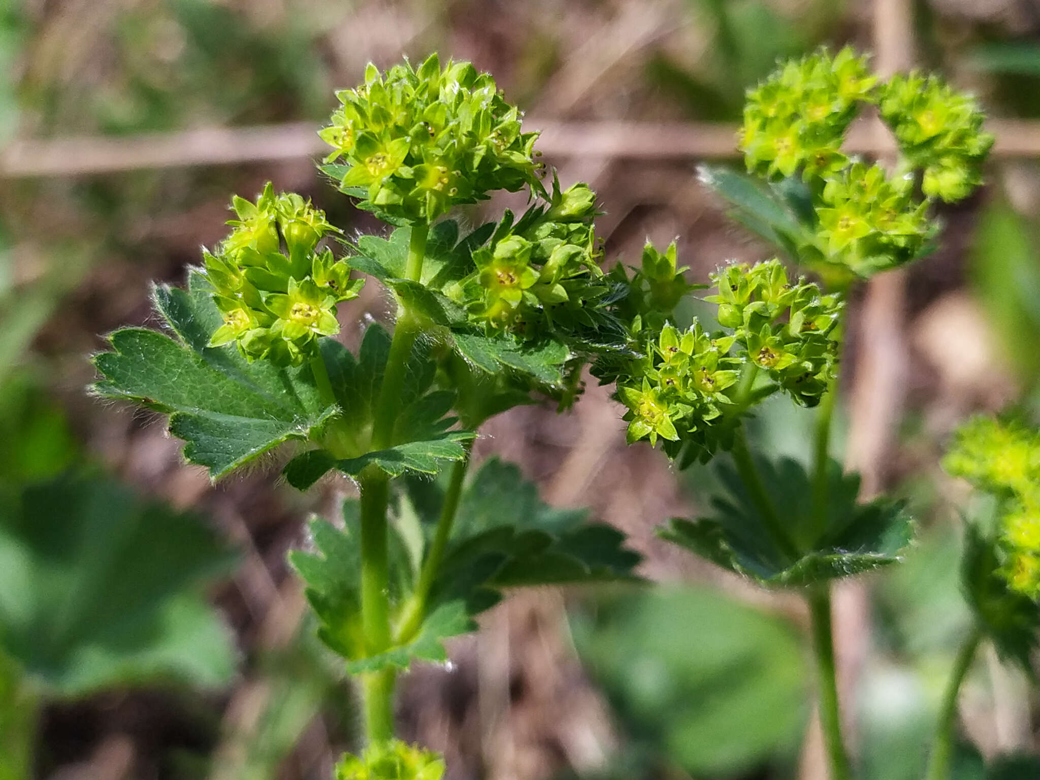 Image of Alchemilla sarmatica Juz.