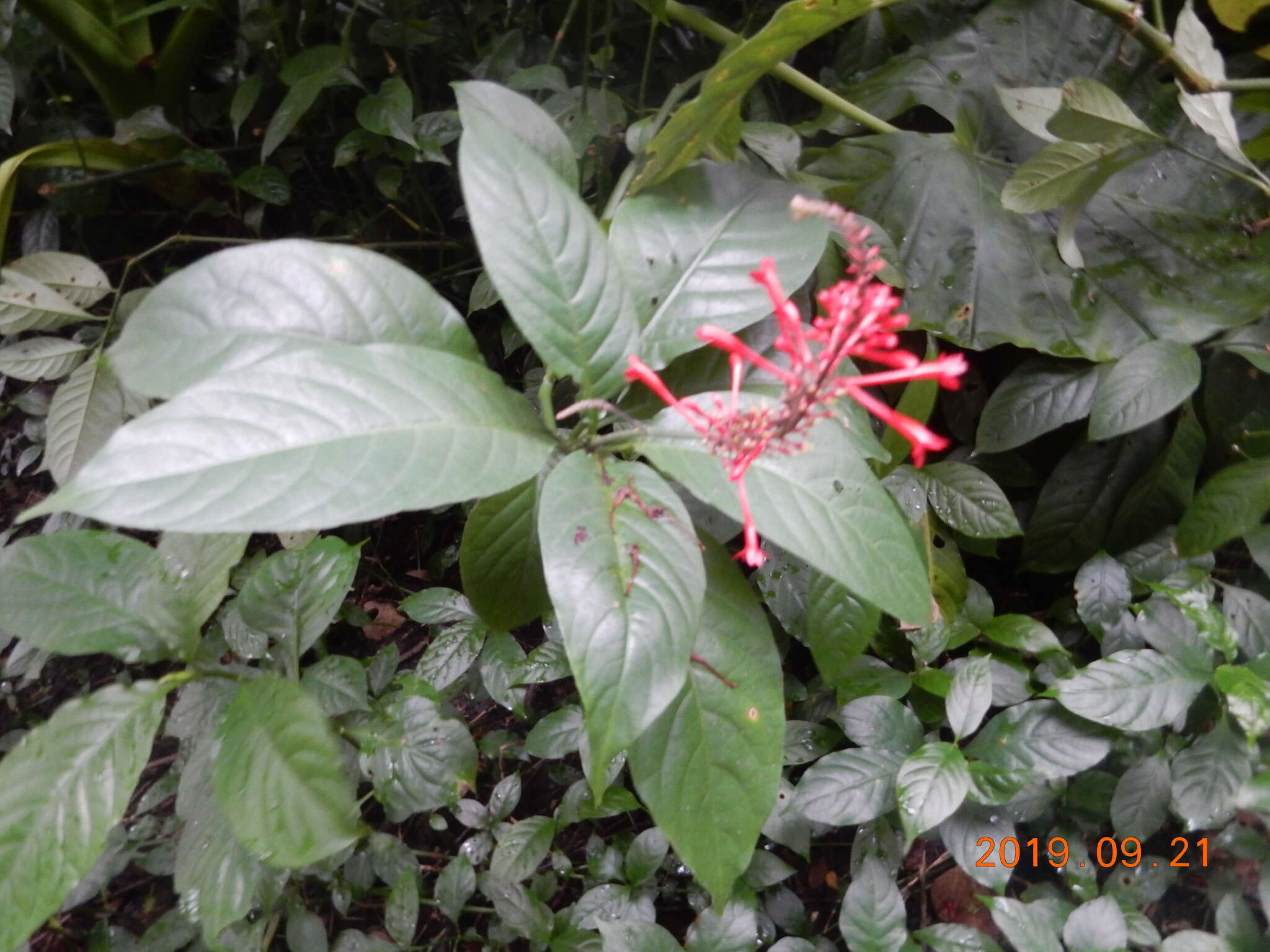 Image of Cardinal's guard flower