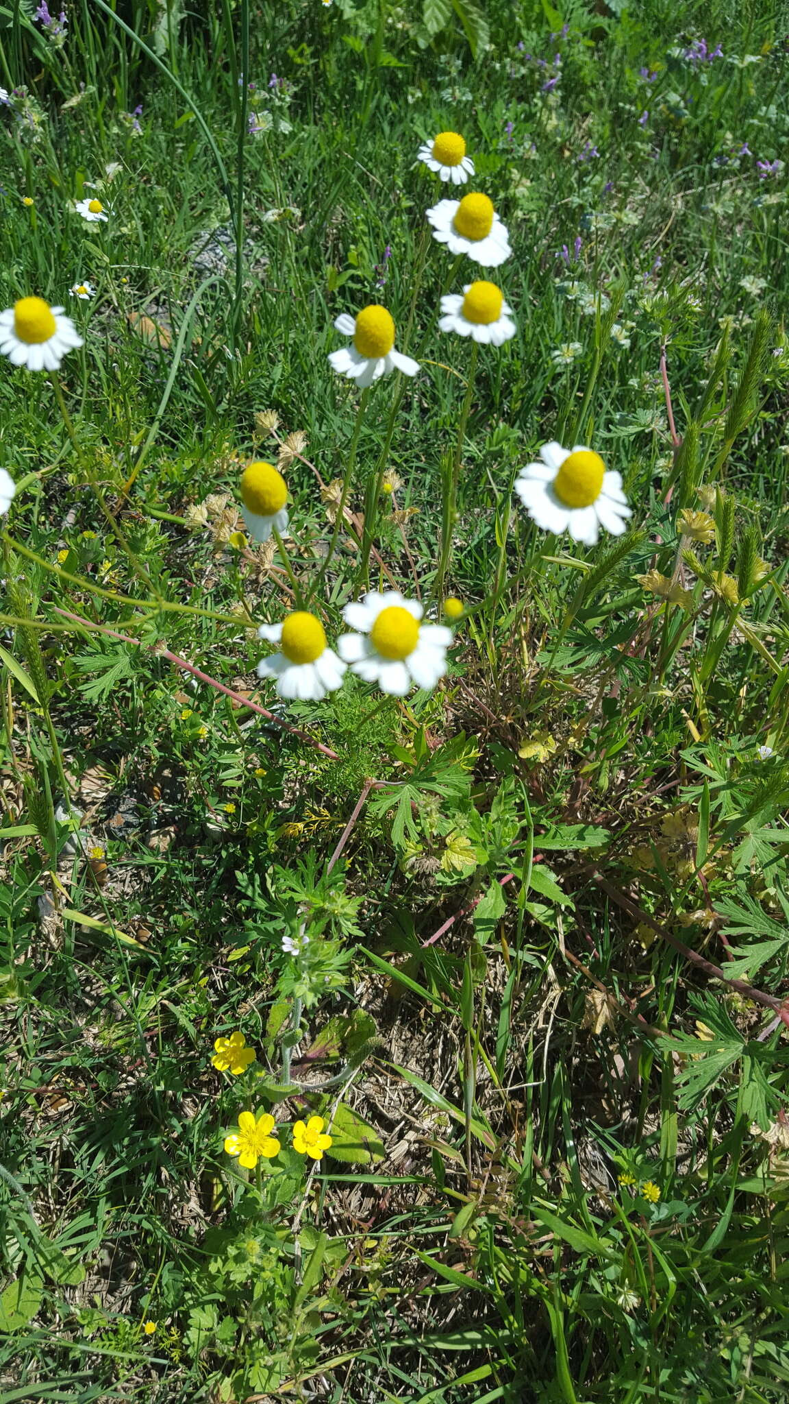 Image of False chamomile