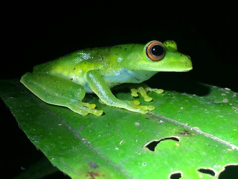 Image of Subaúma Canebrake Tree Frog