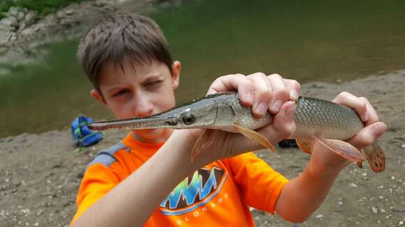 Image of Shortnose Gar