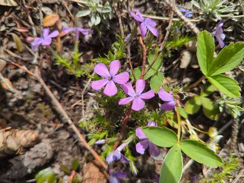 Imagem de Phlox caespitosa Nutt.