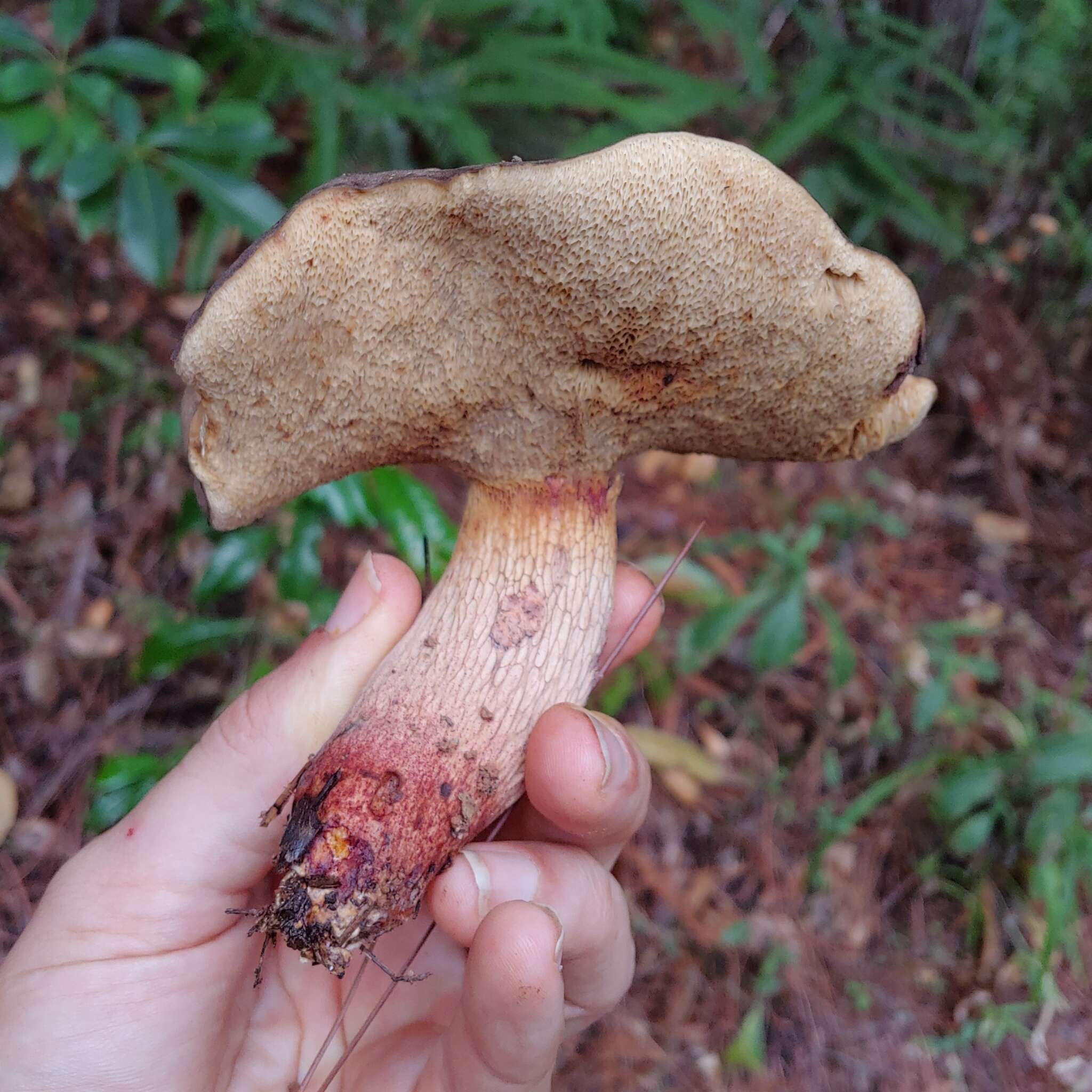 Image of Retiboletus vinaceipes B. Ortiz, Lodge & T. J. Baroni 2007