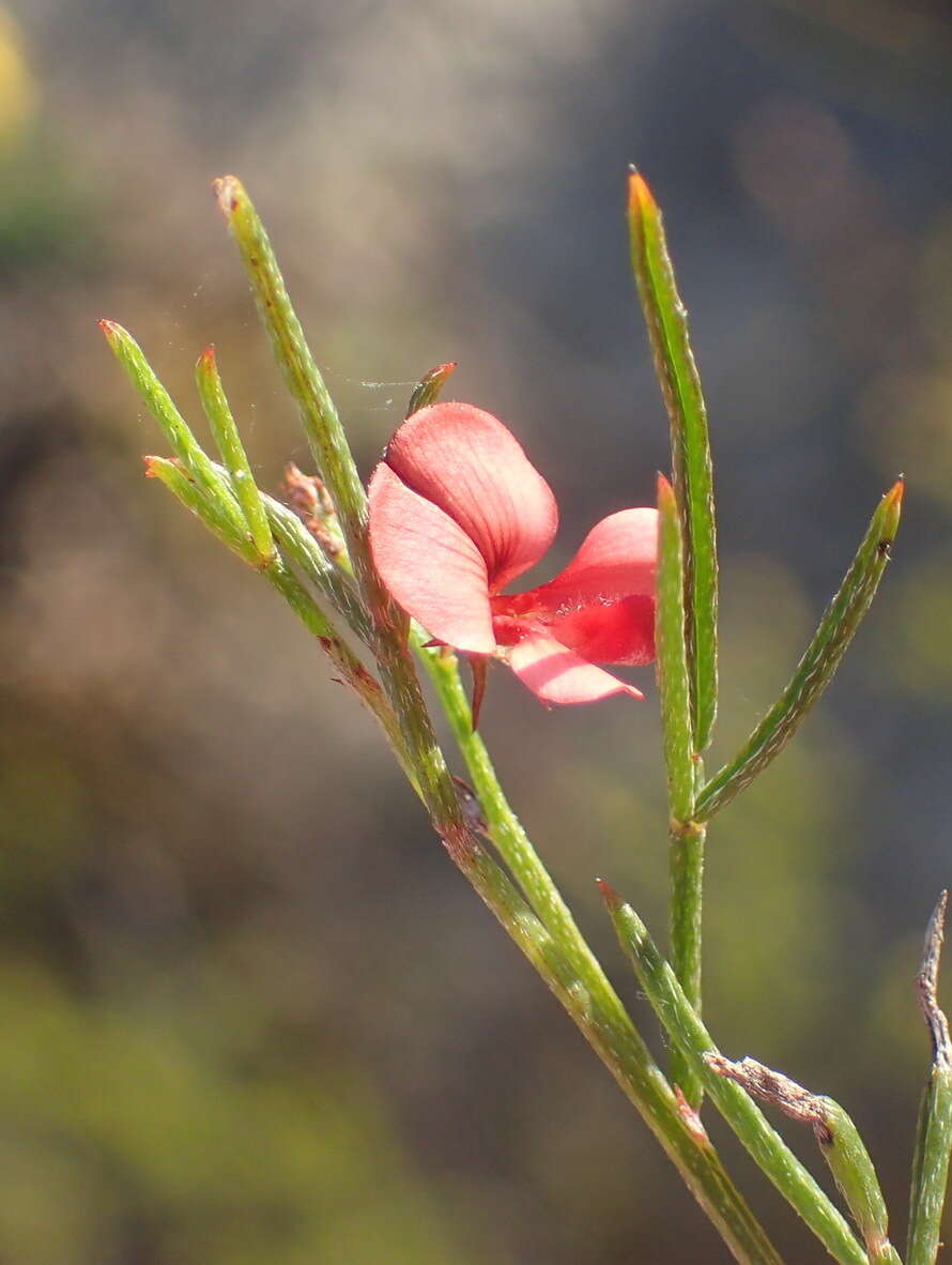 Imagem de Indigofera disticha Eckl. & Zeyh.