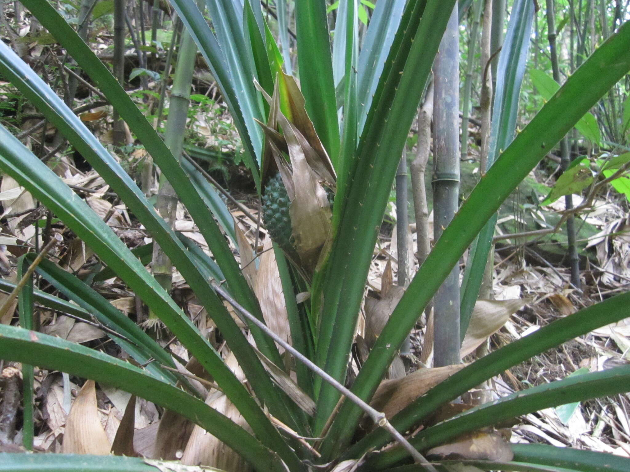 Imagem de Pandanus austrosinensis T. L. Wu