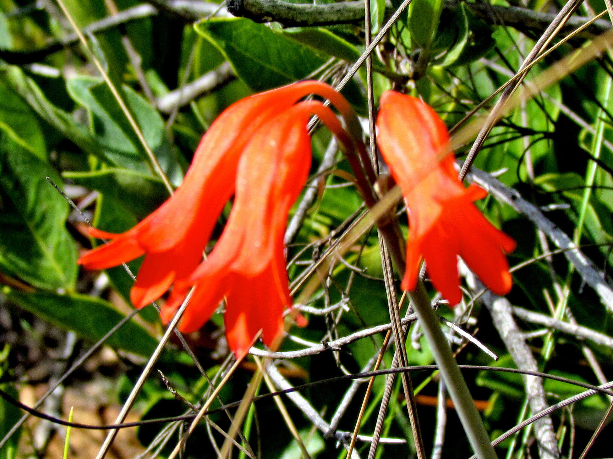 Image of Cyrtanthus staadensis Schönland