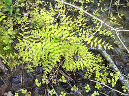 Слика од Osmunda spectabilis Willd.