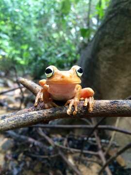 Image of Boana platanera