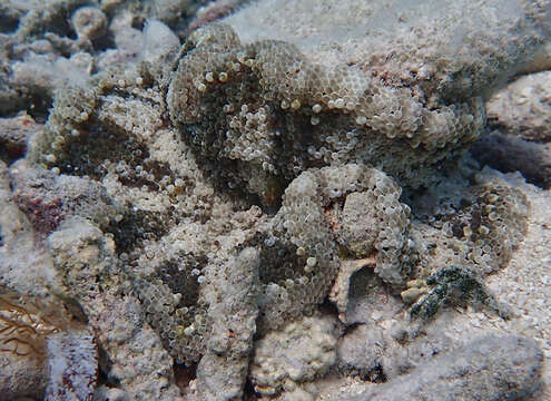 Image of Duerden's sun anemone