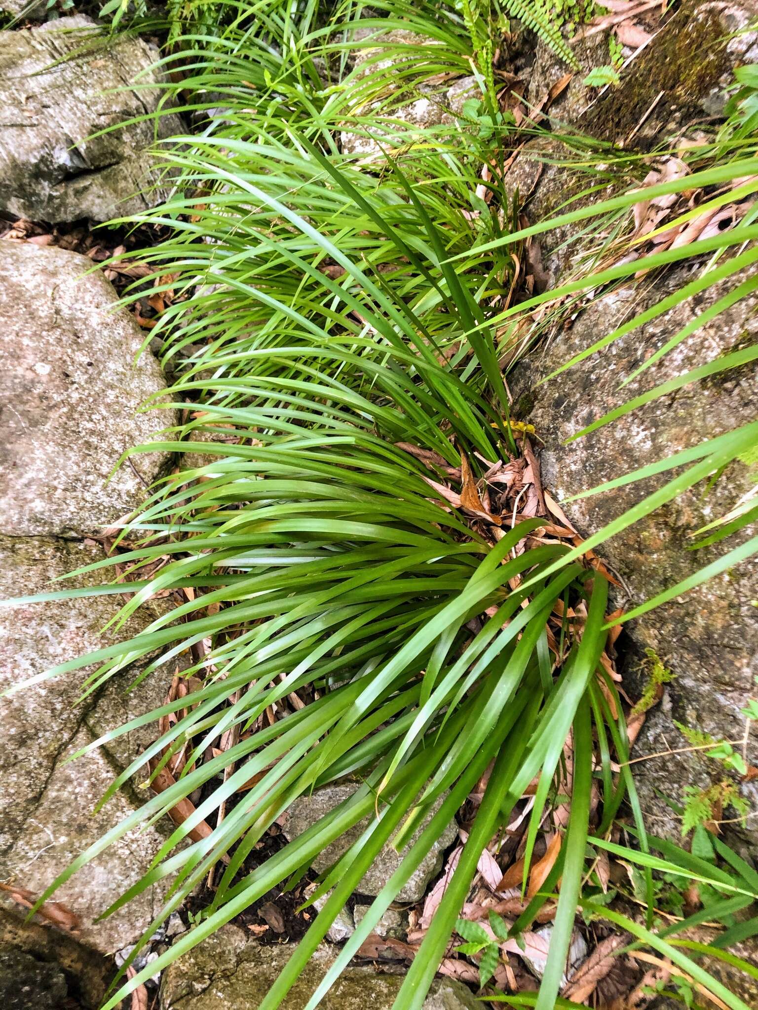 Image of Dwarf Sedge