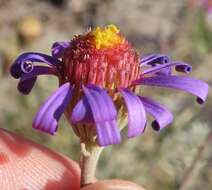 Image of Amellus tenuifolius Burm. fil.