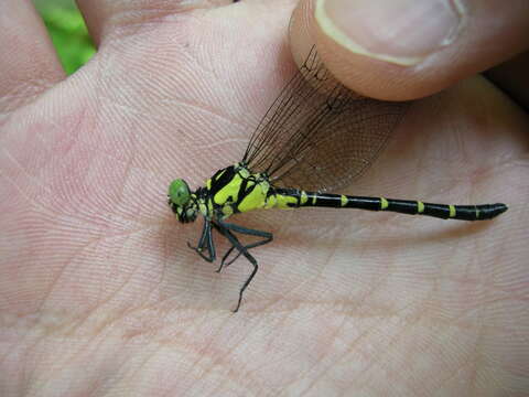 Imagem de Stylogomphus suzukii (Matsumura ex Oguma 1926)