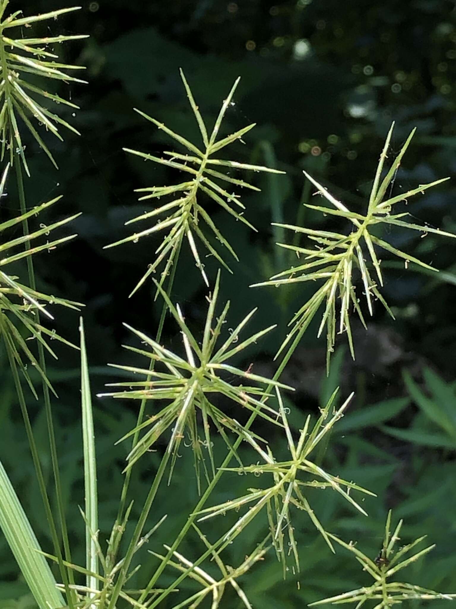 Image of Reflexed Flat Sedge