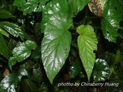 Image of Begonia longifolia Blume