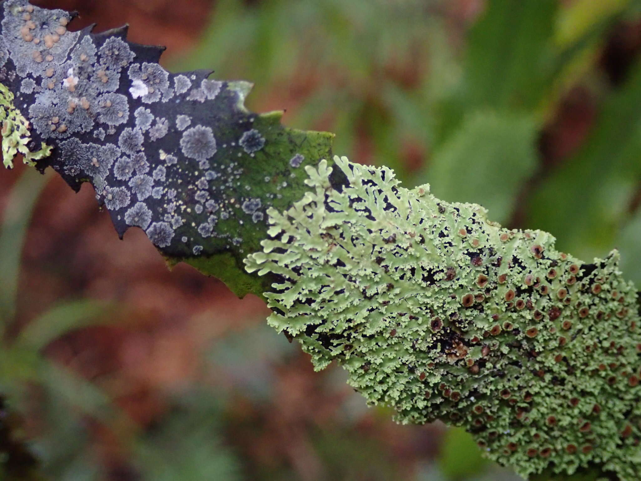 Image of Pannaria immixta Nyl.