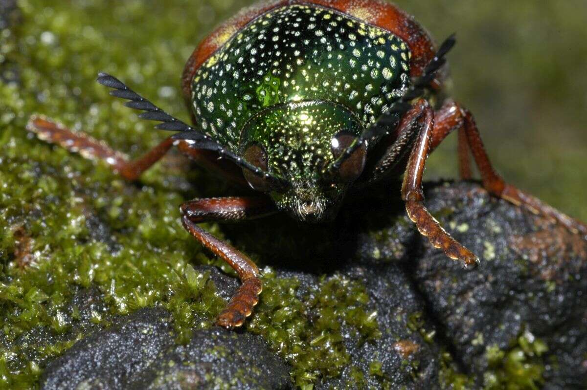 صورة Sternocera chrysis (Fabricius 1775)