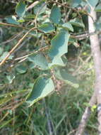 Image of Saskatoon serviceberry