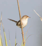 Image of Graceful Prinia