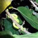 Image de Trimeresurus stejnegeri stejnegeri K. P. Schmidt 1925