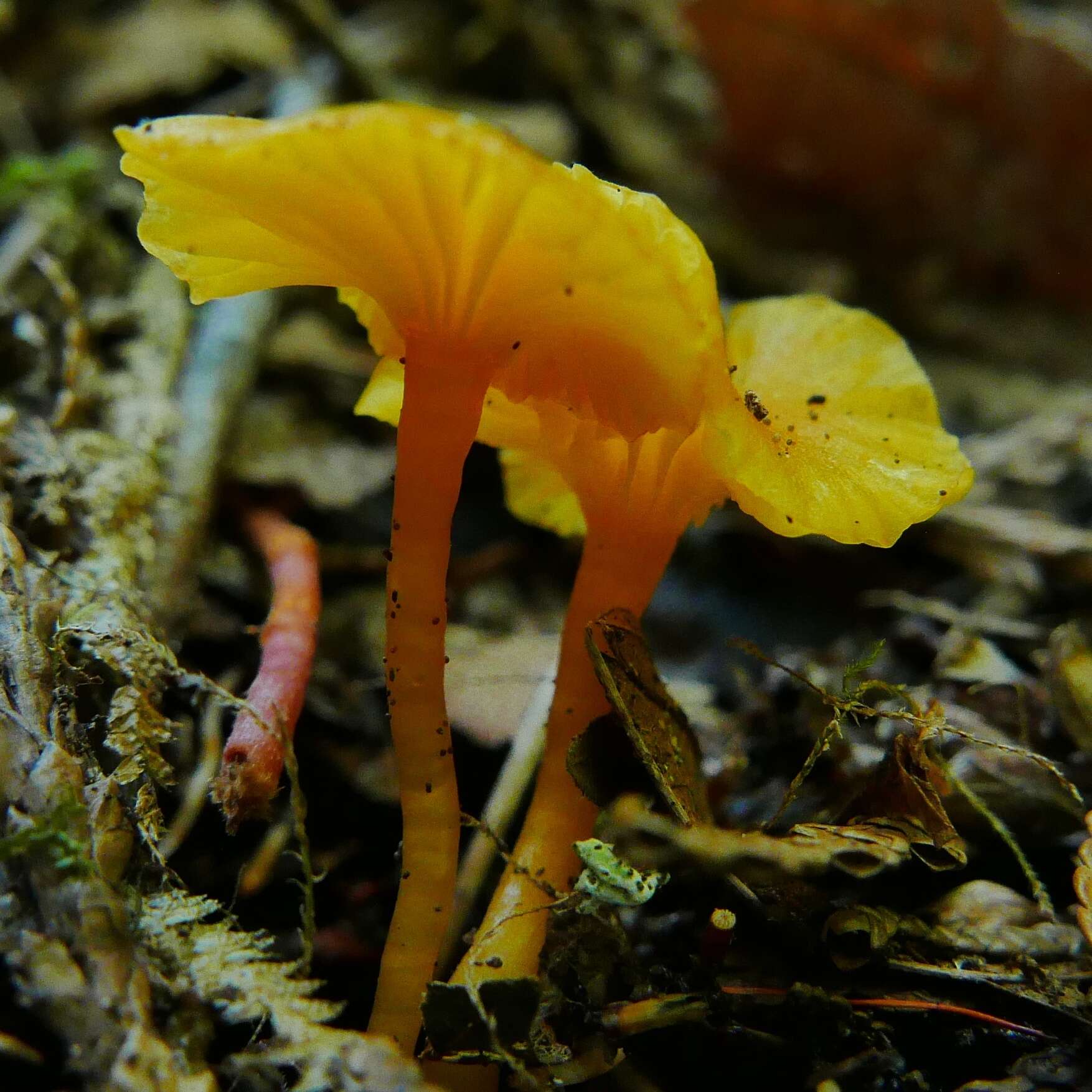 Image of Hygrocybe parvula (Peck) Murrill 1916