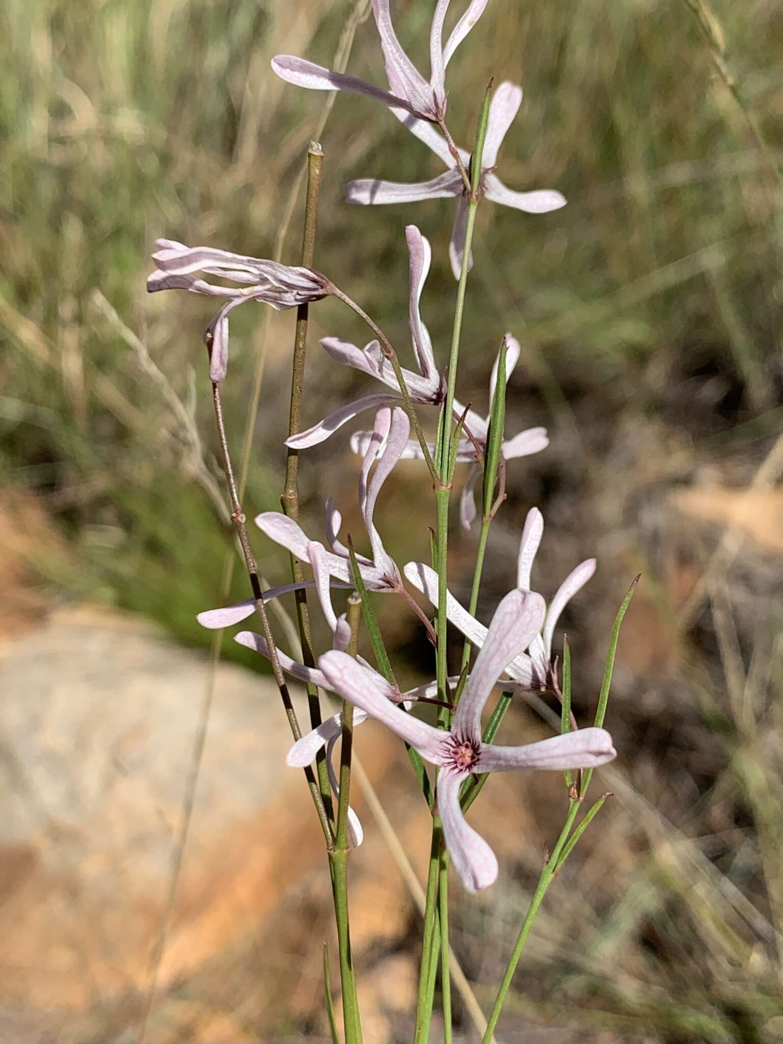 Image de Ceropegia rubella (E. Mey.) Bruyns